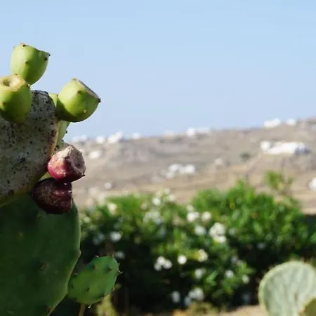 Vila Panormos Panorama Panormos (Mykonos)